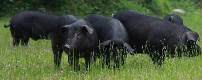 黑毛豬和白毛豬的區(qū)別