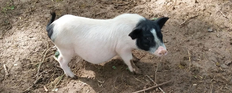 香豬種豬多少錢一只