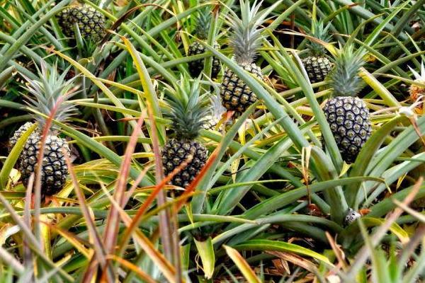 菠蘿種類有哪些