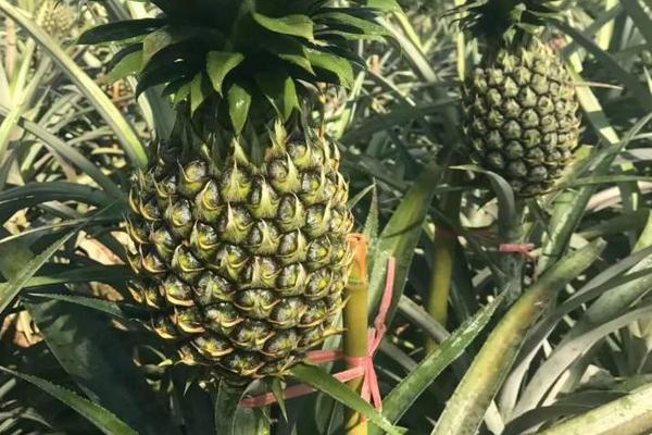 菠蘿種類有哪些