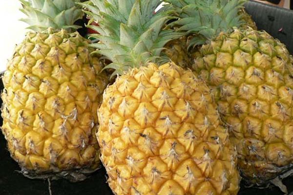 菠蘿種類有哪些