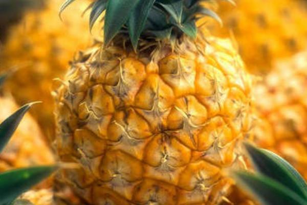 菠蘿種類有哪些