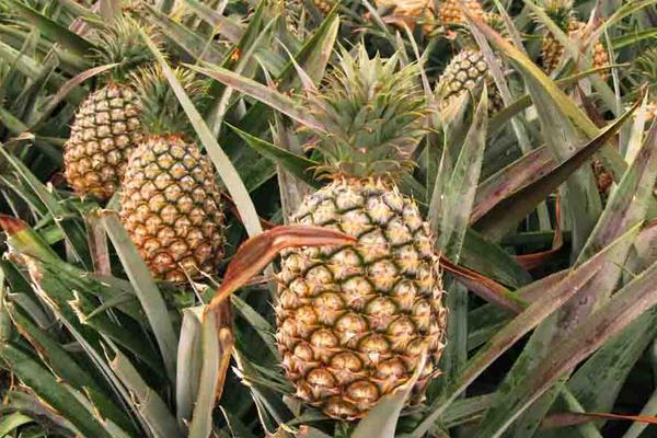 菠蘿種類有哪些
