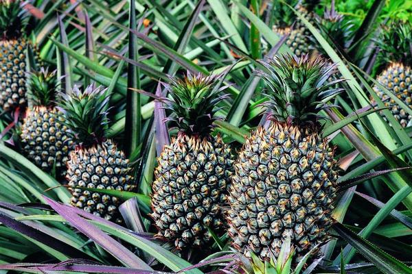 菠蘿種類有哪些
