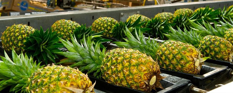 菠蘿種類有哪些