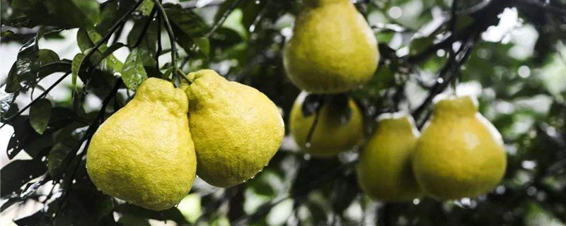 種柚子怎樣才能結果