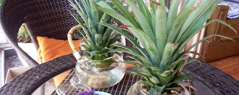 在家怎么種菠蘿