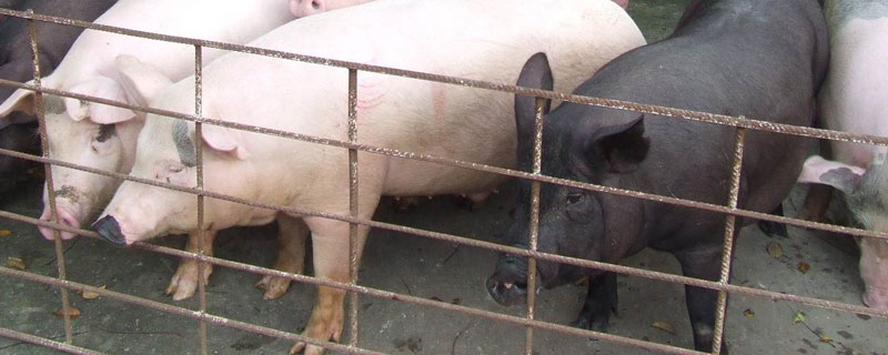 夏季養豬注意事項