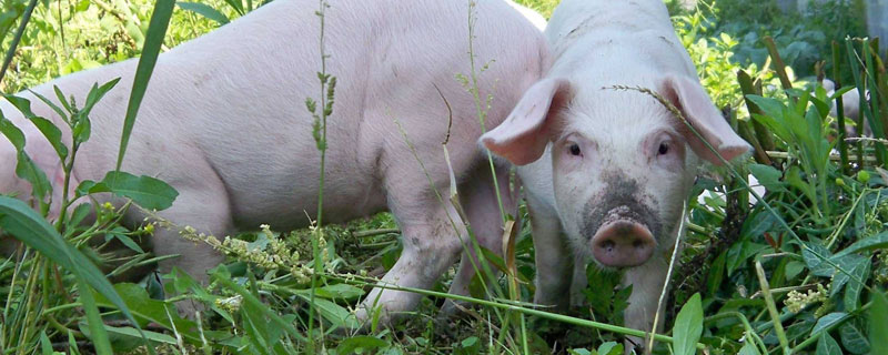 豬高熱病的癥狀怎么治療