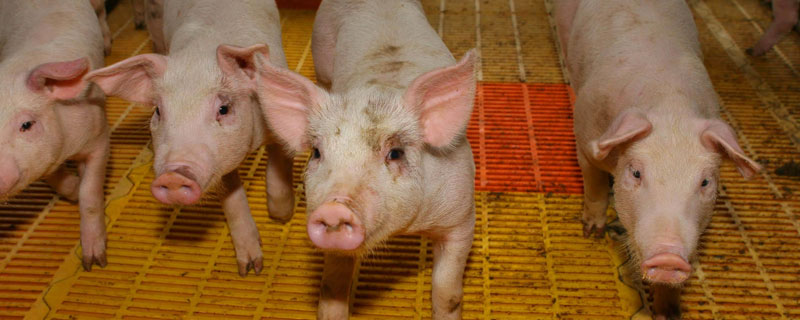 夏季養(yǎng)豬應(yīng)防哪些病