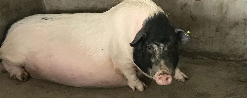 種豬可以活多久