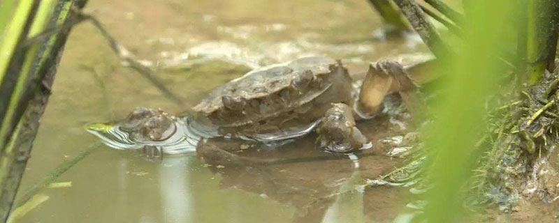 養蟹一畝賺多少錢