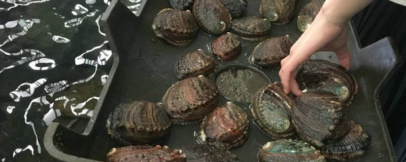 鮑魚養殖投資要多少