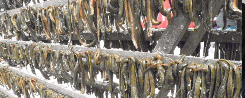 水蛭養殖是騙局嗎