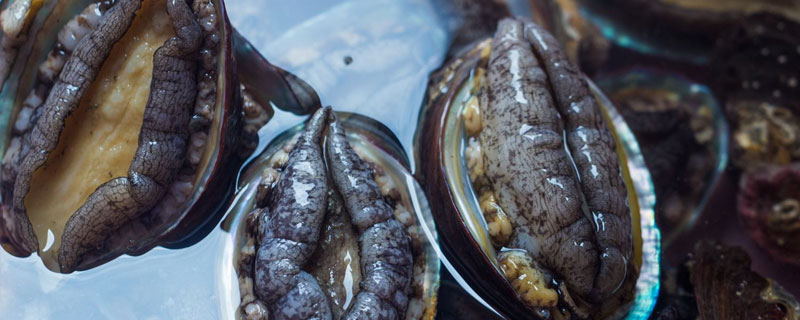 買回來的鮑魚如何養