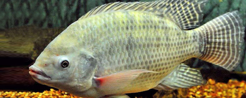 魚缸羅非魚怎么養