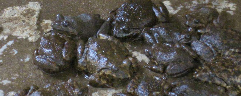 石蛙的生長周期