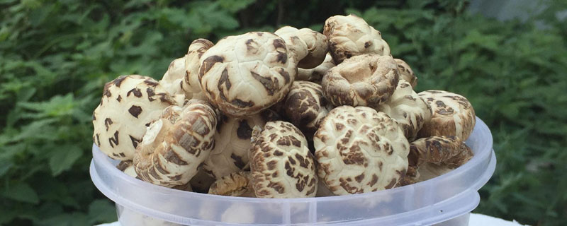 花菇和香菇的區別是什么 花菇是香菇嗎