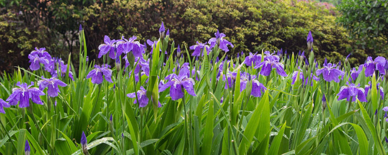德國鳶尾和鳶尾的區別是什么 德國鳶尾花有哪些