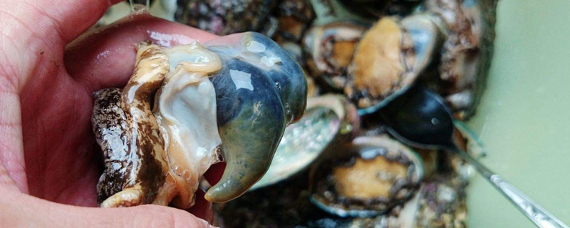 鮑魚的內臟為啥不能吃