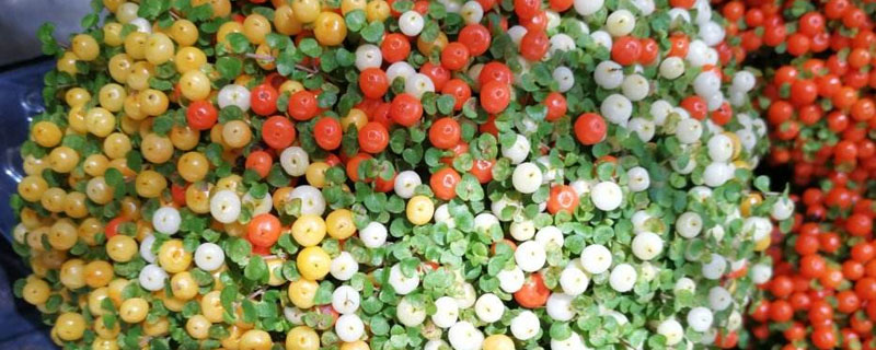 紅果薄柱草有毒嗎 紅果薄柱草可以吃嗎