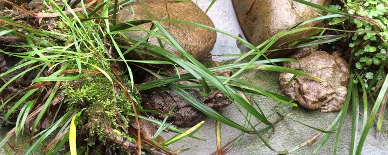 養石蛙要辦什么手續