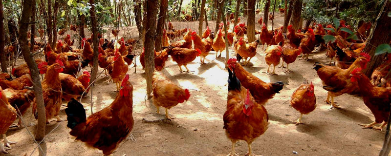 草雞市場價格多少錢一斤 草雞和土雞的區別是什么