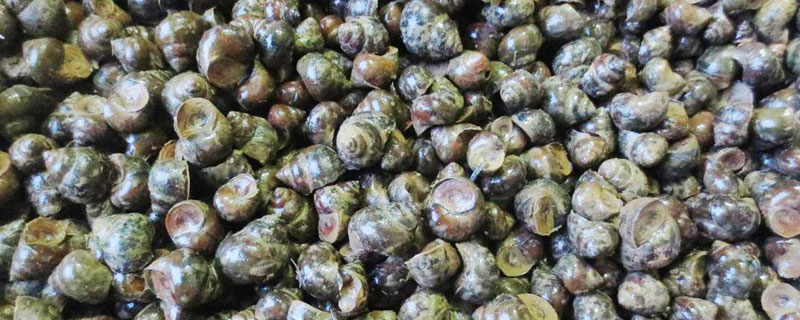 田螺養(yǎng)殖應注意事項