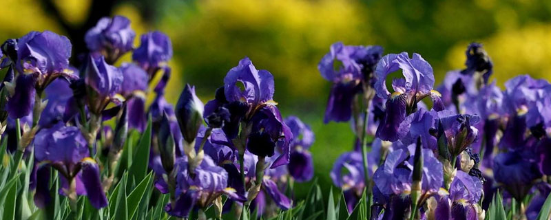 德國鳶尾耐寒嗎 德國鳶尾怎么過冬