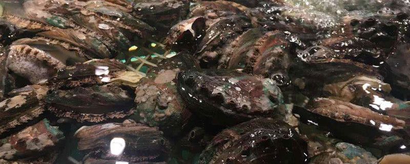 海鮮店如何養(yǎng)鮑魚