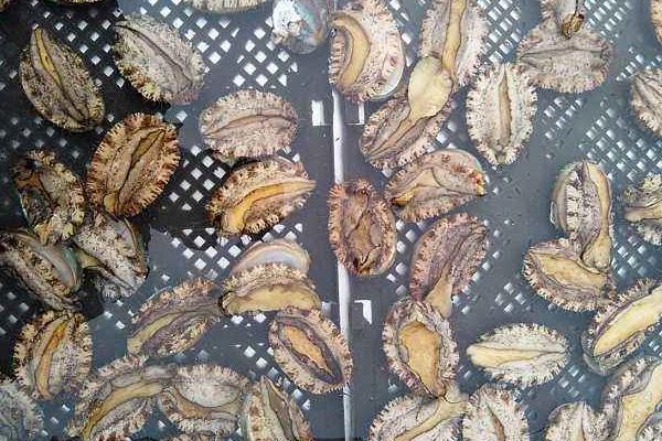 海鮮店如何養(yǎng)鮑魚