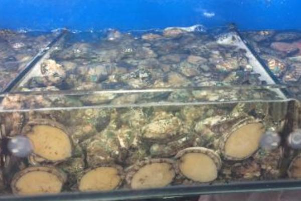 海鮮店如何養(yǎng)鮑魚