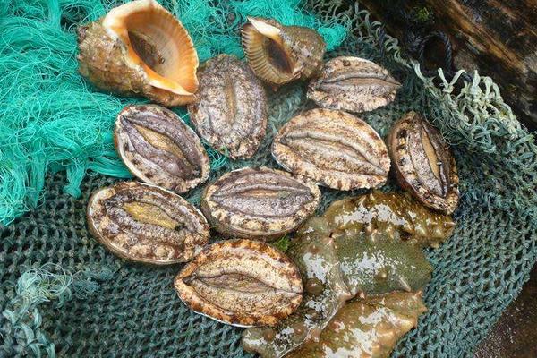 海鮮店如何養(yǎng)鮑魚