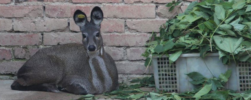 林麝養殖前景如何 林麝養殖需要投資多少錢