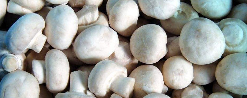 雙孢菇有毒嗎 雙孢菇不能和什么一起吃