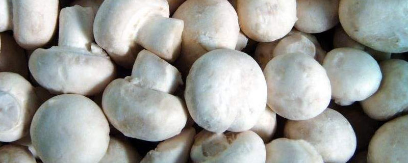 雙孢菇市場前景怎么樣 種植雙孢菇風險大不大