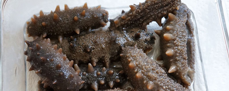 海參價格多少一斤