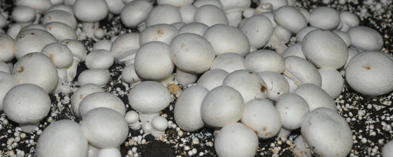 雙孢菇高產(chǎn)栽培技術(shù) 室內(nèi)雙孢菇種植技術(shù)