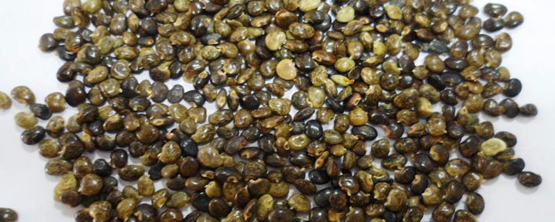 穿心蓮種子市場價格多少錢一斤 穿心蓮種子怎么種