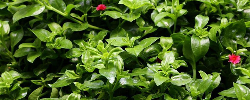 種穿心蓮市場(chǎng)前景好嗎 種穿心蓮效益高嗎