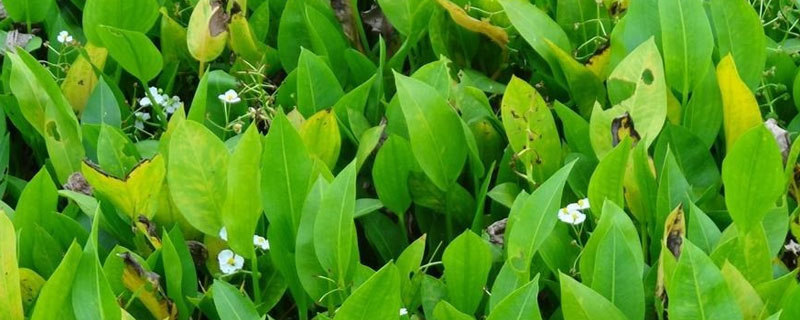 澤瀉畝產多少斤 澤瀉種植效益如何