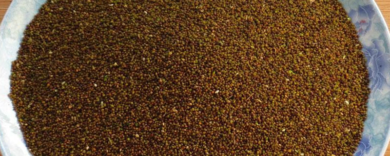 鹽菟絲子和菟絲子的區別是什么 菟絲草與菟絲子的區別是什么