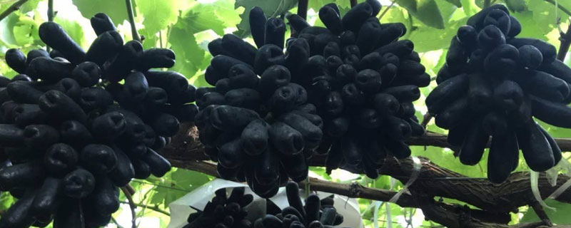 藍寶石葡萄畝產多少斤 藍寶石葡萄幾年結果