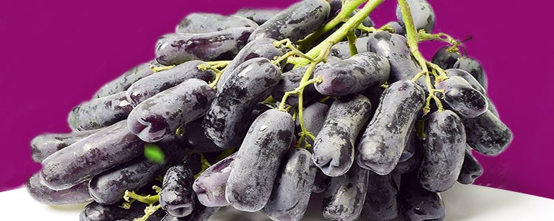 甜蜜藍寶石葡萄種植條件 藍寶石葡萄南方能種活嗎