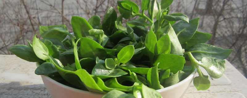 穿心蓮怎么吃最好 穿心蓮可以長期吃嗎