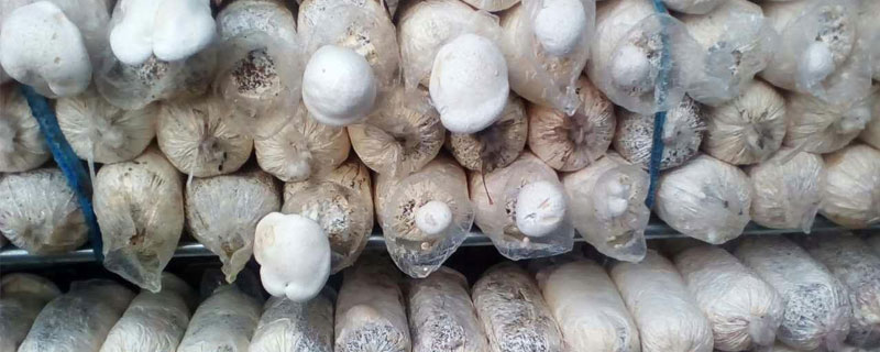 白靈菇種植是騙局嗎 種白靈菇市場前景怎么樣