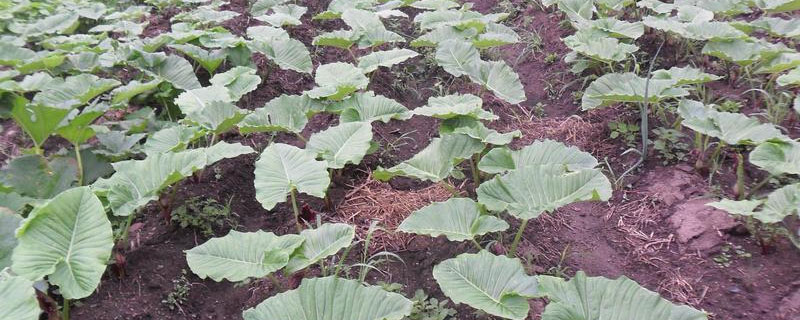 獨角蓮市場價格多少錢一斤 獨角蓮產地在哪里