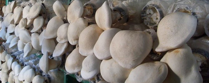 白靈菇需要焯水嗎 干白靈菇怎么泡發