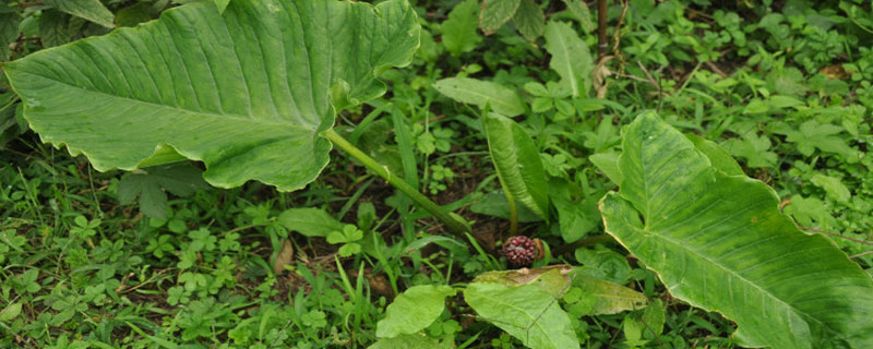 種獨角蓮前景怎么樣 獨角蓮種植效益好嗎