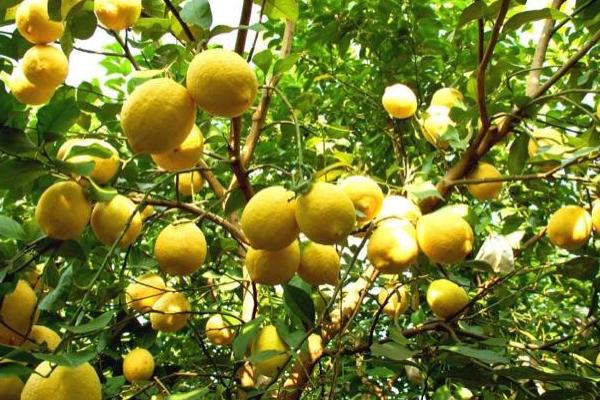 檸檬的種類